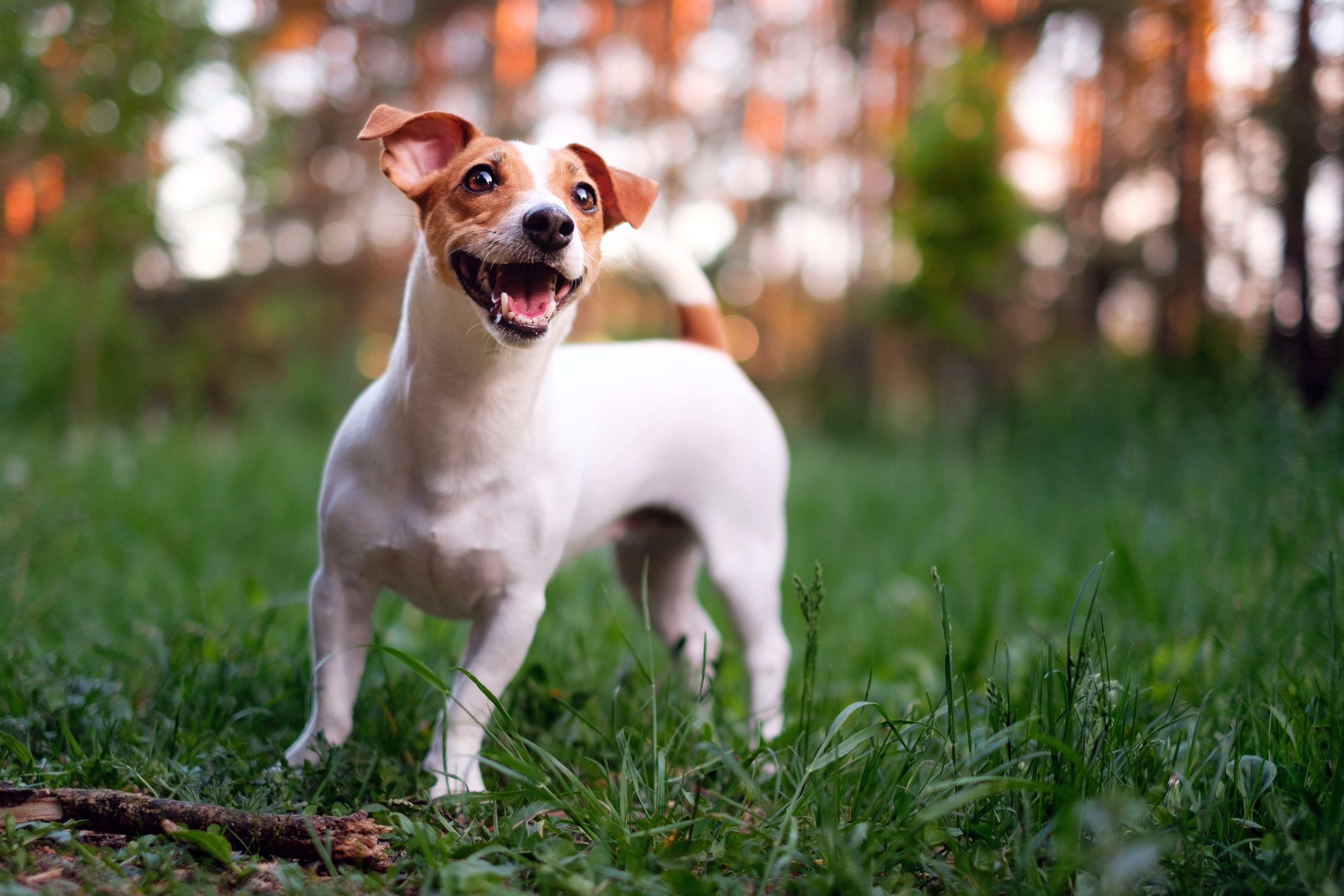 Собака джек терьер. Джек-Рассел-терьер норный. Happy Dog Джек Рассел. Jack Russell Breed. Пресс Рассел терьер.