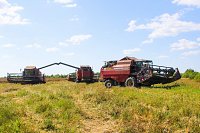 На полях в Ивановской области убрана почти половина посевов рапса