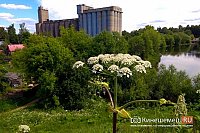 В Ивановской области рекордные показатели борьбы с борщевиком Сосновского