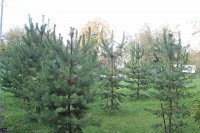 Ивановская область присоединилась к всероссийской акции «Сохраним лес»