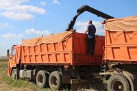 В Кинешемском районе завершается уборочная кампания