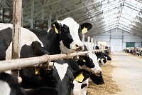 В Ивановской области растет производство продукции животноводства