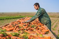 В Ивановской области завершился сбор овощей