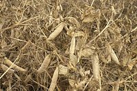 Горох от «Агролиги России» - семена для вашего бизнеса