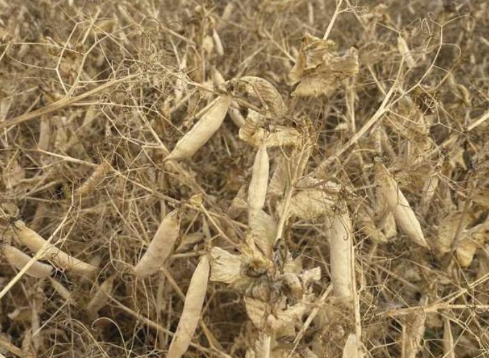 Горох от «Агролиги России» - семена для вашего бизнеса