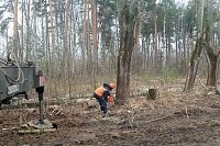 УГХ спилило аварийные деревья возле усадьбы Севрюгова
