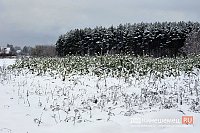 В Кинешемском лесничестве открылись продажи новогодних ёлок