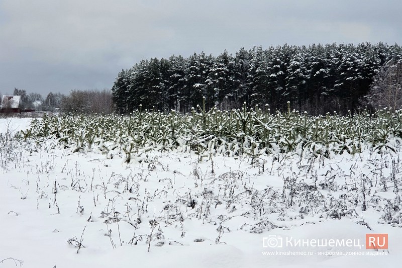 В Кинешемском лесничестве открылись продажи новогодних ёлок