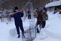 На улице Правды в Кинешме поймали рысь