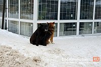 С начала 2024 года в Кинешме отловили шесть бездомных собак