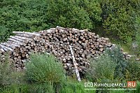Организаторы незаконной рубки леса в Ивановском районе получили сроки от 5 до 14 лет
