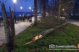 В Кинешме сильный ветер повалил дерево на Волжском бульваре