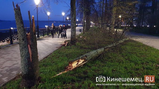 В Кинешме сильный ветер повалил дерево на Волжском бульваре