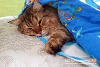 Замерзающие кинешемцы требуют возобновить подачу тепла в квартиры и учреждения