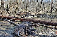 В уникальном сосновом бору Кинешмы намечается большая чистка