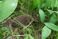 В ночь на 12 мая в Ивановской области прогнозируется до минус 5˚С