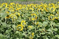 Какие бывают семечки подсолнуха?