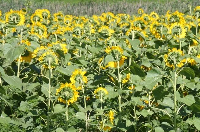 Какие бывают семечки подсолнуха?