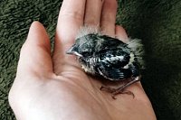 Заволжские пожарные спасли птенца