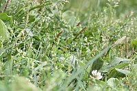 Продукция бренда NSP — путь к здоровью и долголетию