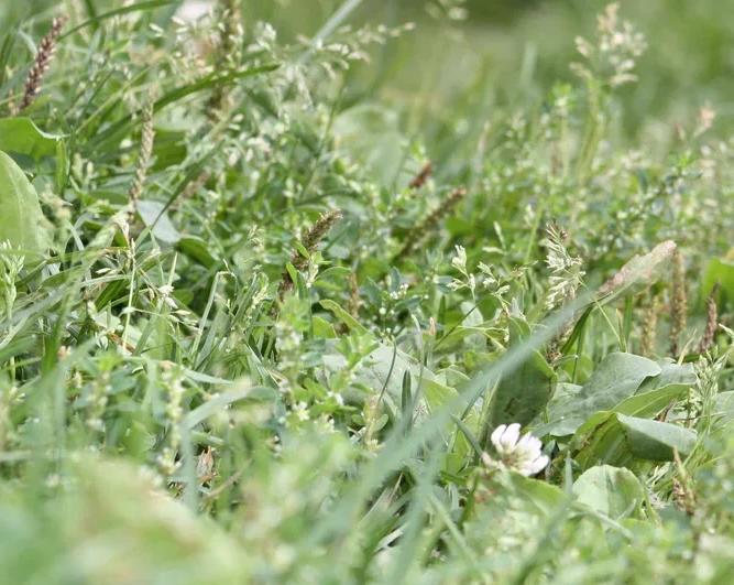 Продукция бренда NSP — путь к здоровью и долголетию