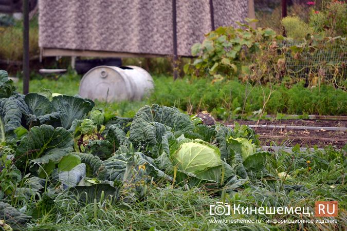 Как создать зеленый оазис с помощью интернет-магазинов