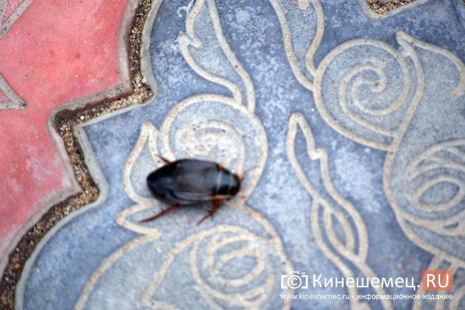 Как вывести платяную моль?