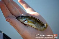 Съедобные силиконовые приманки для ловли щуки и окуня