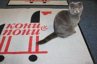 Коврики с логотипом: практичный элемент и инструмент маркетинга