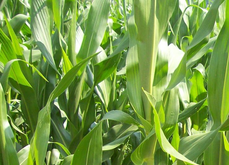 Анализ рынка крупы кукурузной в России: текущие тенденции и прогнозы