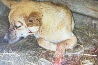 В Батманах Кинешемского района живодёры выкололи двум собакам глаза