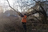 В «Сокольниках» вырубили несколько аварийных деревьев