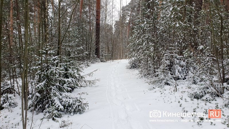 В Кинешемском лесничестве открылись продажи новогодних ёлок