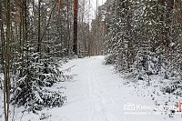 В Ивановской области приобрести новогоднюю ель можно в 10 лестничествах