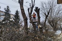 В Кинешме продолжается выпиловка аварийных деревьев