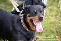 Работа в приюте для животных: ваша возможность помочь и сделать мир лучше