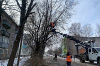 В Кинешме продолжается выпиловка аварийных деревьев