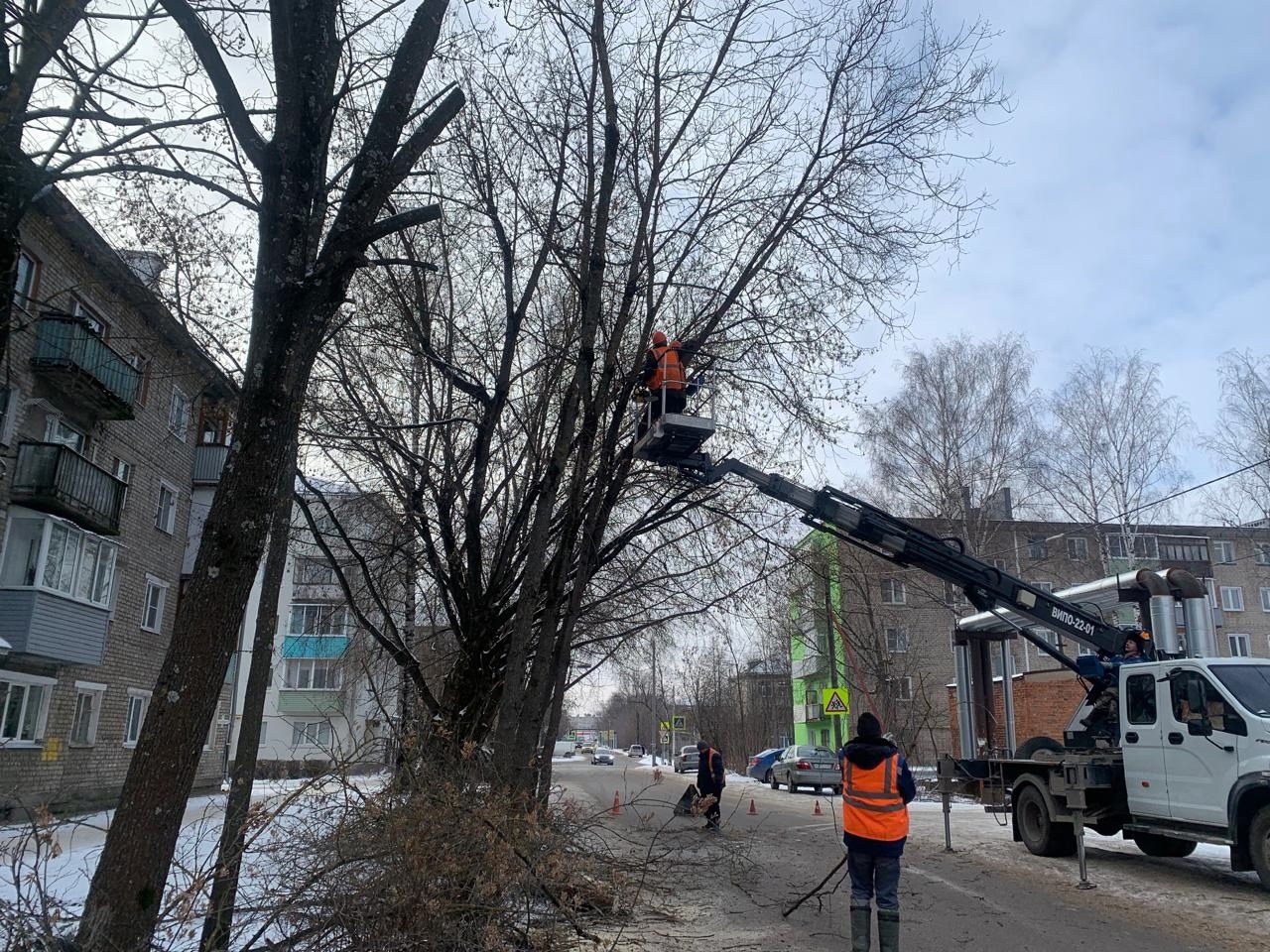 В Кинешме продолжается выпиловка аварийных деревьев