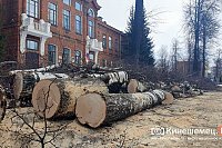 У лицея им.Д.А.Фурманова провели большую выпиловку берез