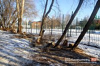 Возле гимназии им.А.Н.Островского частично спилили аварийные деревья