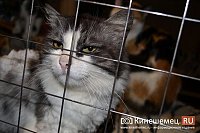 Как перевезти собаку или кошку в Таиланд: пошаговое руководство