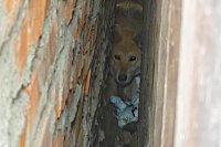 В Юрьевце спасли застрявшую между строениями собаку