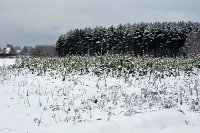 Собственников участков у земель лесного фонда предупреждают о пожарной безопасности