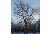 Дуб из Вичугского района представит регион на конкурсе «Российское дерево года – 2025»