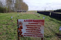 В микрорайоне «Залесье» высажена «Аллеи памяти»