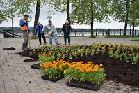 На кинешемских клумбах высадят более 13 тысяч цветов