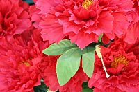 От чего зависит цена на пионы: скрытые факторы и советы покупателю