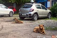 В микрорайоне «Лесозавод» стая бездомных собак загрызла йоркширского терьера