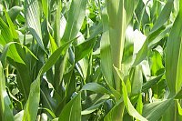 Ландшафт, стройка и урожай — всё держится на одном полотне