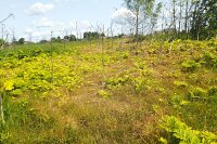 В Кинешемском районе завершился первый этап обработки от борщевика Сосновского